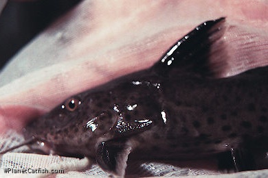 Synodontis irsacae