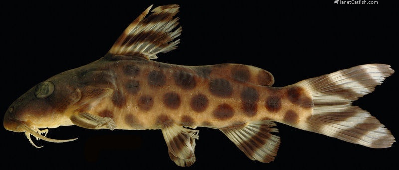 Synodontis katangae