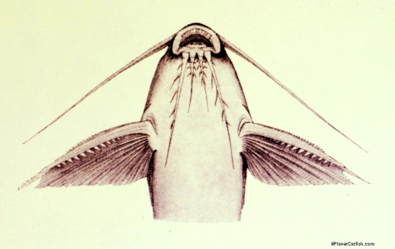 Synodontis khartoumensis