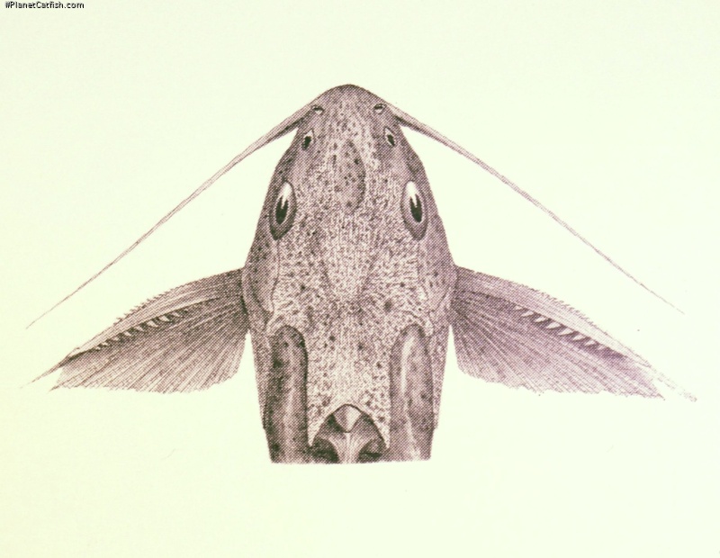 Synodontis khartoumensis