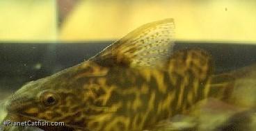 Synodontis koensis