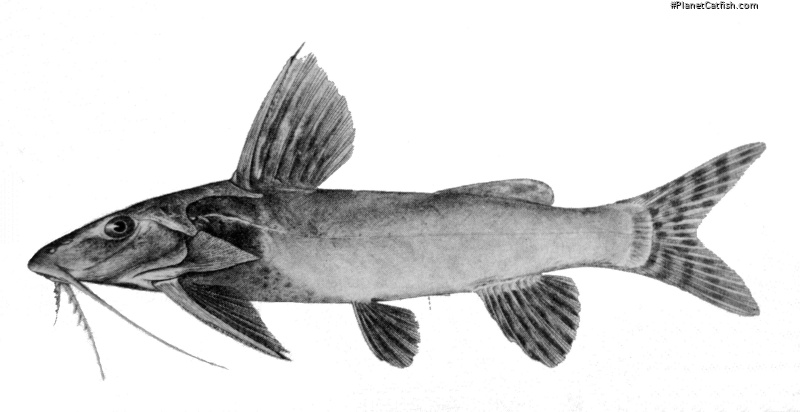 Synodontis laessoei