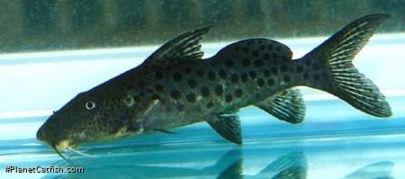 Synodontis longirostris