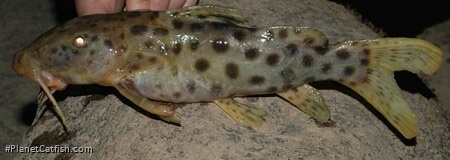 Synodontis longirostris