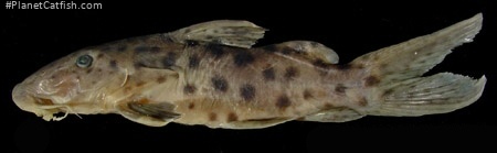 Synodontis longirostris