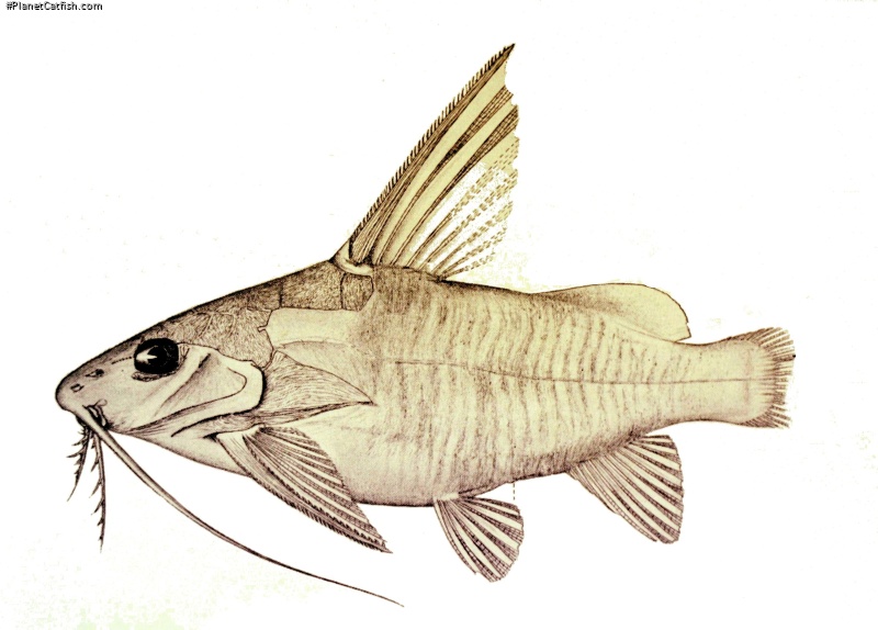 Synodontis longispinis