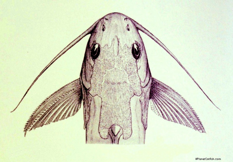 Synodontis longispinis