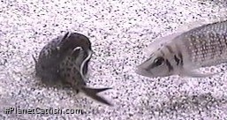 Synodontis lucipinnis