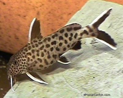 Synodontis lucipinnis