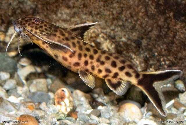 Synodontis lucipinnis