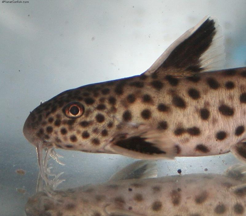 Synodontis lucipinnis