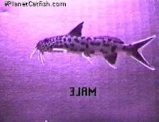 Synodontis lucipinnis