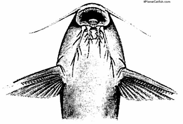 Synodontis lufirae