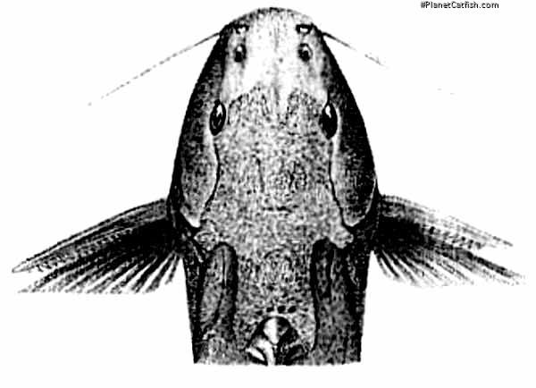 Synodontis lufirae