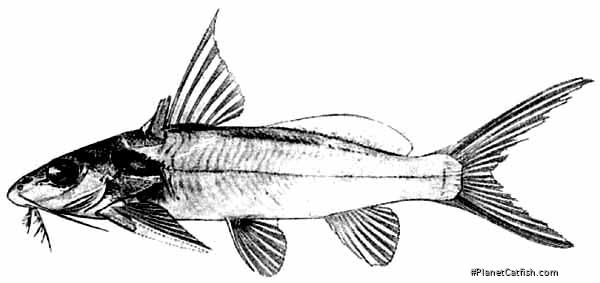 Synodontis macrophthalmus
