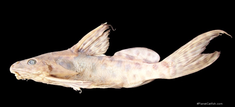 Synodontis macropunctatus