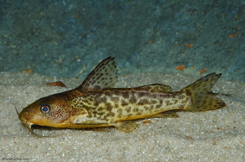 Synodontis macrostigma