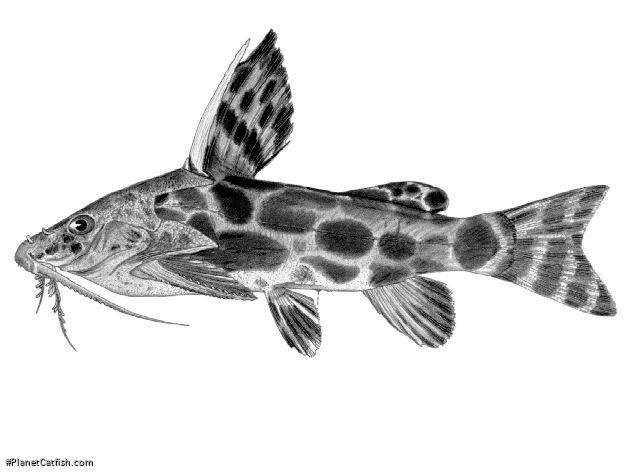 Synodontis macrostigma