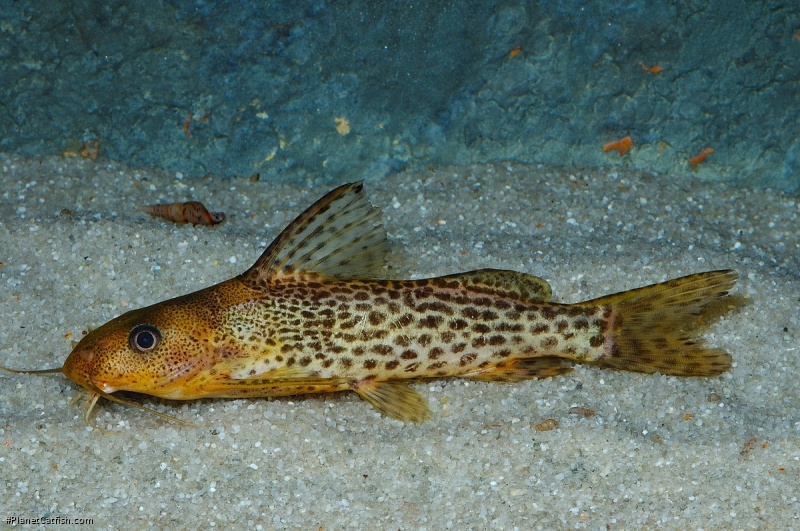 Synodontis macrostoma