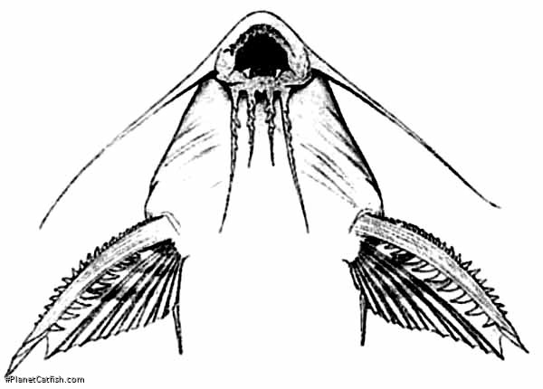 Synodontis marmoratus