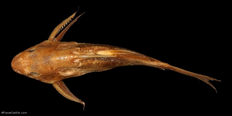 Synodontis melanopterus