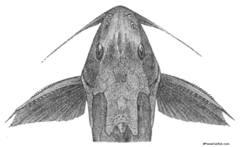 Synodontis melanopterus