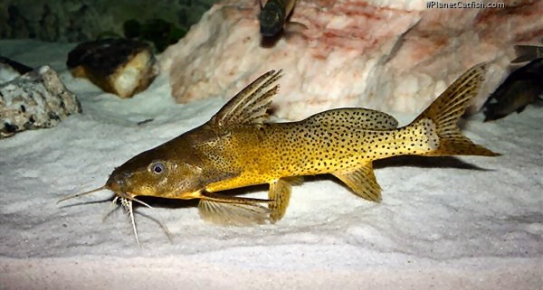 Synodontis melanostictus