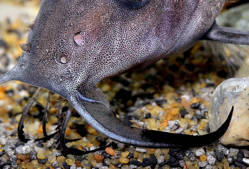 Synodontis membranaceus