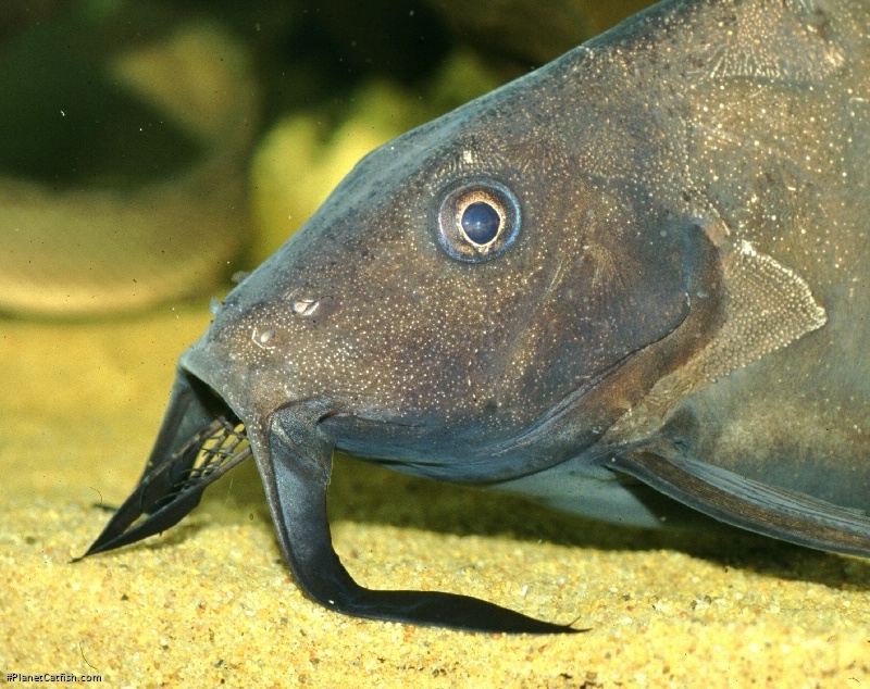 Synodontis membranaceus