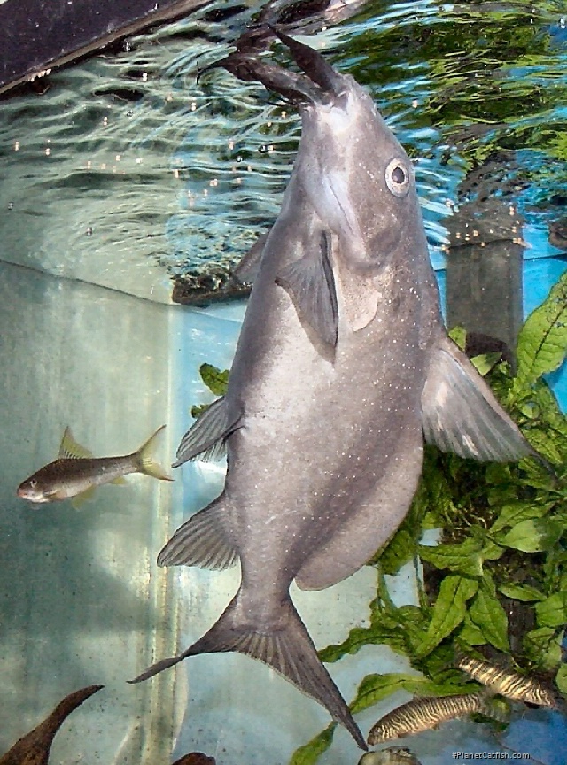 Synodontis membranaceus