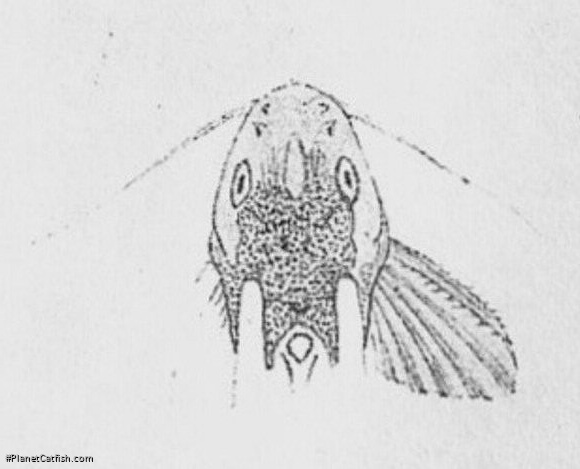 Synodontis multimaculatus