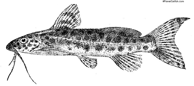 Synodontis multimaculatus