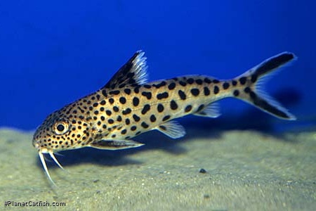 Synodontis multipunctatus