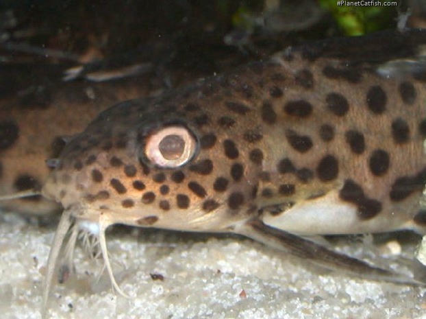 Synodontis multipunctatus