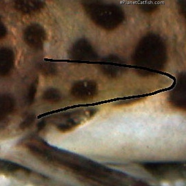 Synodontis multipunctatus