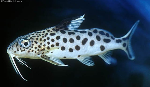 Synodontis multipunctatus