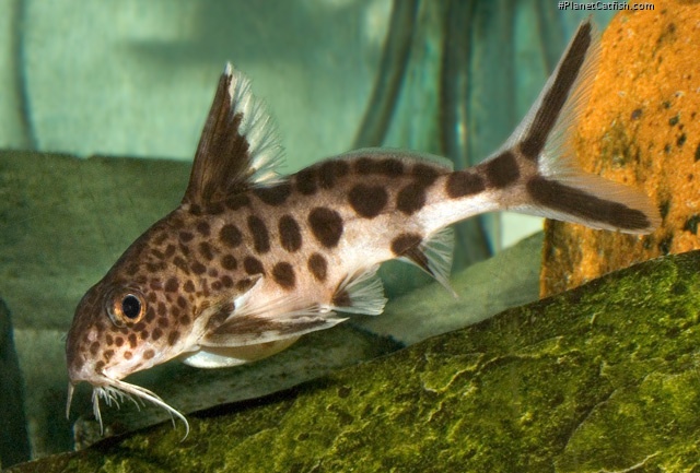 Synodontis multipunctatus