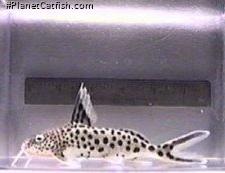 Synodontis multipunctatus