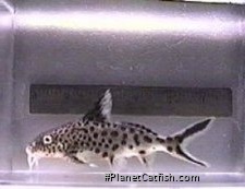 Synodontis multipunctatus