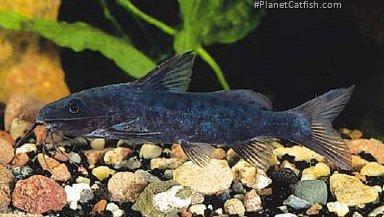 Synodontis nebulosus