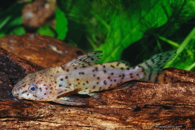 Synodontis nigrita