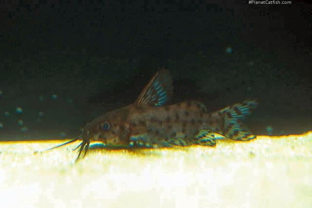 Synodontis nigrita