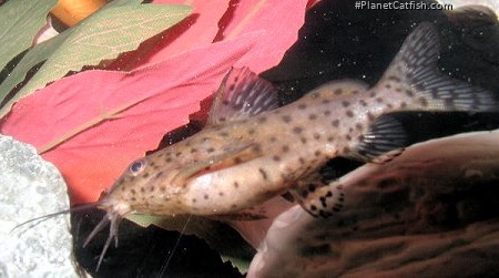 Synodontis nigrita