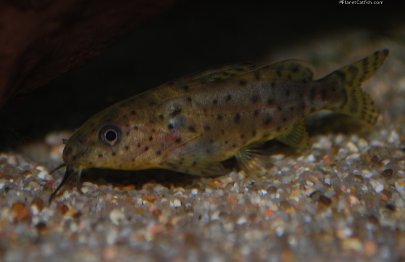 Synodontis nigrita