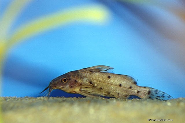 Synodontis nigrita