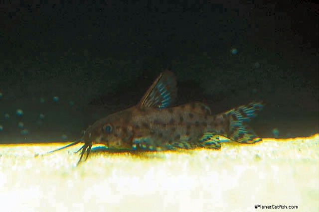 Synodontis nigrita