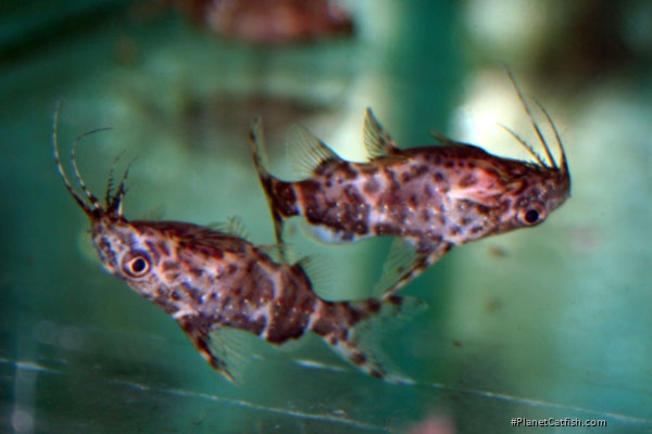 Synodontis nigriventris