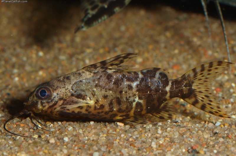 Synodontis nigriventris