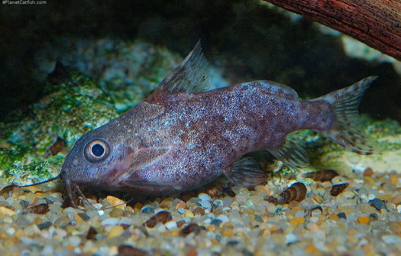 Synodontis nigriventris