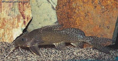 Synodontis nigromaculatus